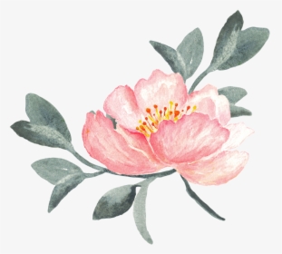 Peony Clipart Swag - Watercolor Peonies Transparent Background, HD Png Download, Transparent PNG