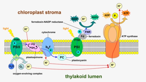Photosynthesis Light Reaction, HD Png Download, Transparent PNG