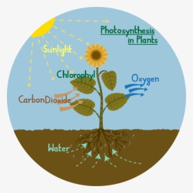 Photosynthesis Diagram Of A Plant, HD Png Download, Transparent PNG