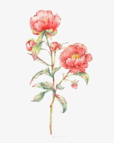 Pink Rose Flower Illustration Watercolor Flowers Watercolor - Flowers Watercolor, HD Png Download, Transparent PNG