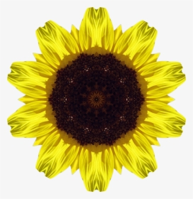 Sunflower Seed,flower,symmetry - Imagenes De Girasoles, HD Png Download, Transparent PNG