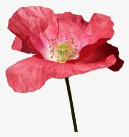 Transparent That Poppy Png - Poppy, Png Download, Transparent PNG