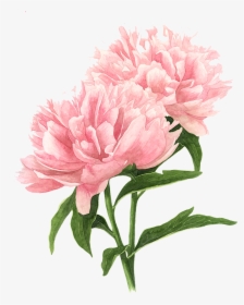 Flower Peony Tree Watercolor Drawings Painting Clipart - Watercolor Flower Drawing Png, Transparent Png, Transparent PNG