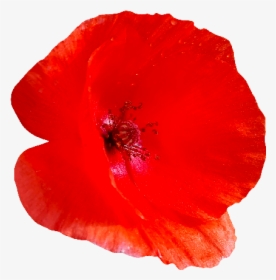 Poppy Png - Red Poppy Flower Png, Transparent Png, Transparent PNG