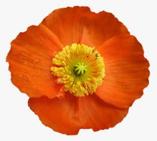 Poppy, Flower, Pollen, Cut Out, Isolated, Garden - Corn Poppy, HD Png Download, Transparent PNG