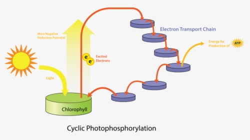 Transparent Photosynthesis Png - Phototrophic System, Png Download, Transparent PNG