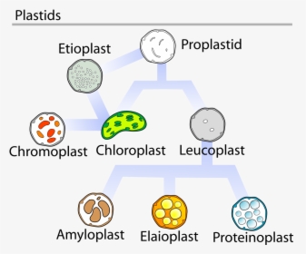 Plastids Are Responsible For Photosynthesis, Storage - Elaioplast, HD Png Download, Transparent PNG