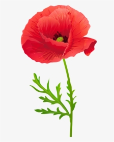 Transparent Flower Line Art Png - Red Poppy Flower Clipart, Png Download, Transparent PNG