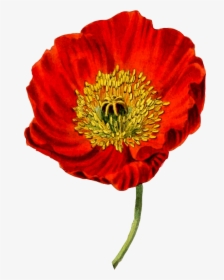 Botanical Drawing Of A Poppy, HD Png Download, Transparent PNG