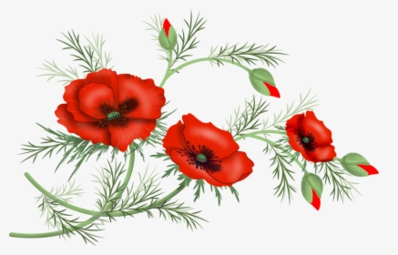 Transparent Poppies Flowers Clipart - Corn Poppy, HD Png Download, Transparent PNG