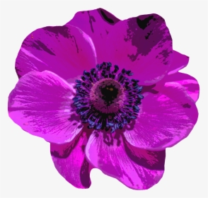 Purple Poppy Transparent Background, HD Png Download, Transparent PNG