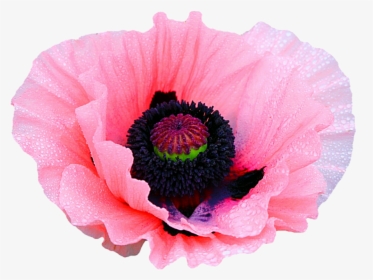 Transparent Poppy Flower Clipart - Opium Flowers Transparent, HD Png Download, Transparent PNG