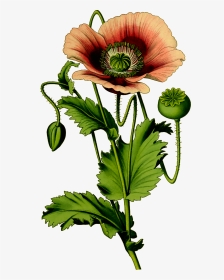 Opium Poppy Plant Vector, HD Png Download, Transparent PNG