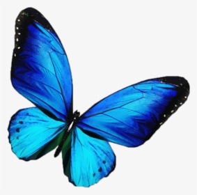 Butterfly Mariposa Blue - Transparent Blue Butterfly Png, Png Download, Transparent PNG