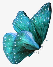 Teal Colored Butterflies, HD Png Download, Transparent PNG