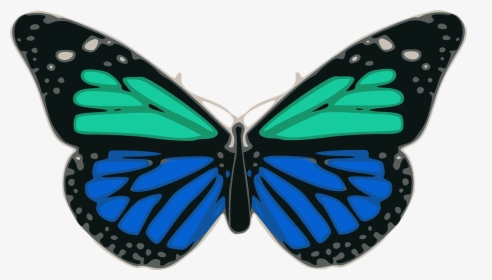 Mariposa, Azul, Turquesa, Colores, Alas, Insectos - Turquoise, HD Png Download, Transparent PNG