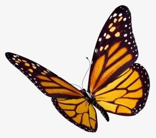 Crisálidas De Mariposas - Transparent Background Butterfly Clipart, HD Png Download, Transparent PNG