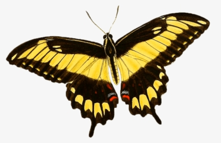 Giant Swallowtail, HD Png Download, Transparent PNG