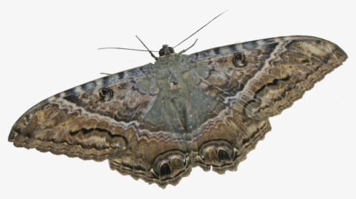 Mariposa - Ascalapha Odorata Png, Transparent Png, Transparent PNG