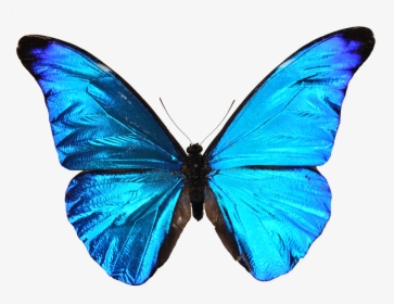 Blue Butterfly Transparent Background, HD Png Download, Transparent PNG