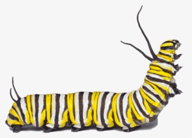 Imagen1-min - Monarch Caterpillar, HD Png Download, Transparent PNG