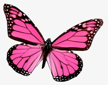 Pink Butterfly Wing, HD Png Download, Transparent PNG