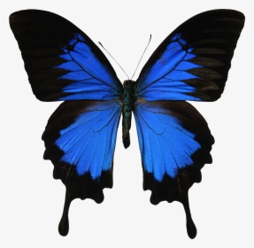 Mariposas Azules Png, Transparent Png, Transparent PNG