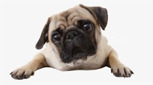 Perro, Png, And Pug Image - Do Pugs Not Drugs, Transparent Png, Transparent PNG