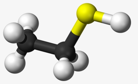 Ball And Stick Model Of The Ethanethiol Molecule - Ethanethiol, HD Png Download, Transparent PNG