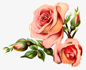 Vintage Rose March - Birds And Roses, HD Png Download, Transparent PNG