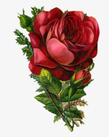 Red Rose Vintage Png, Transparent Png, Transparent PNG