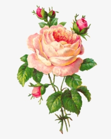 Digital Pink Rose Clip Art - Transparent Background Vintage Rose Png, Png Download, Transparent PNG