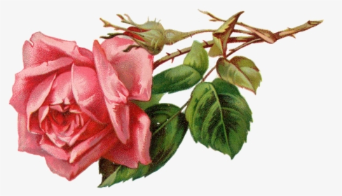 Free Vintage Rose Clipart - Vintage Pink Roses Png, Transparent Png, Transparent PNG