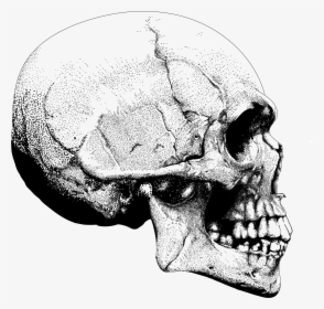 Transparent Skeleton - Skull Side On Png, Png Download, Transparent PNG