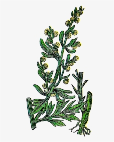 Free Botanical Graphic - Wormwood Tree Illustration, HD Png Download, Transparent PNG