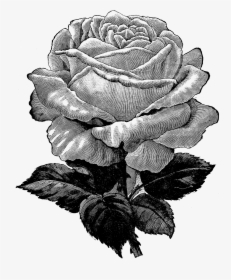 Vintage Rose Clipart Black And White Transparent Background, HD Png Download, Transparent PNG