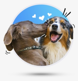 Dog Memes For Boyfriend, HD Png Download, Transparent PNG