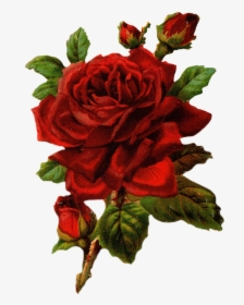 Red Vintage Rose Png, Transparent Png, Transparent PNG