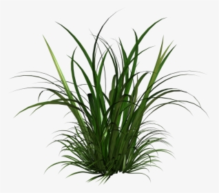 Tall Grass Clipart - Tall Grass Transparent Background, HD Png Download, Transparent PNG