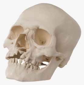 Skull Png - Skull, Transparent Png, Transparent PNG