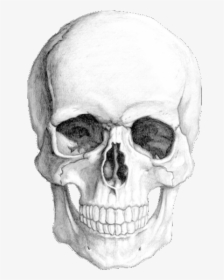 Skull02 Copy - Kuru Kafa Çizimi Karakalem, HD Png Download, Transparent PNG