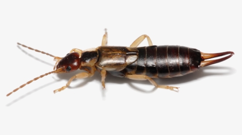 Earwig On Clear Background - Earwig, HD Png Download, Transparent PNG