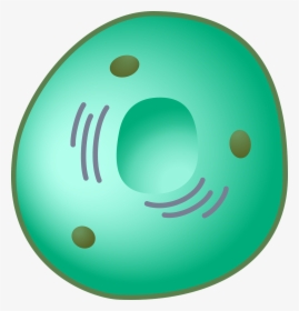 Eukaryot, Cell, Nucleus - Nucleus Clipart, HD Png Download, Transparent PNG