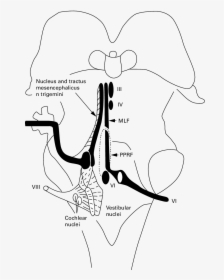 Semischematic Drawing Of The Intrapontine Vestibular - Line Art, HD Png Download, Transparent PNG