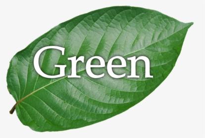 Green Hulu Kapuas - Swamp Birch, HD Png Download, Transparent PNG