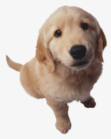Puppy Dog Pals Png , Png Download - Puppy Golden Retriever Png, Transparent Png, Transparent PNG