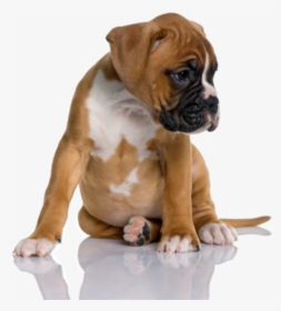One Month Boxer Dog, HD Png Download, Transparent PNG