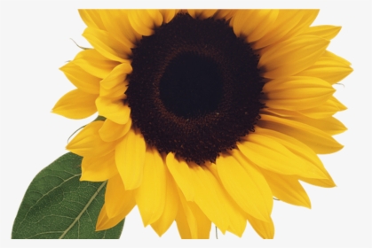 Free Sunflower Clipart Png Clipartpost - Transparent Background Sunflower Images Clip Art, Png Download, Transparent PNG