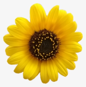 #flower #flor #flores #margarita #girasol #girasoles - Yellow Flower Aesthetic Png, Transparent Png, Transparent PNG
