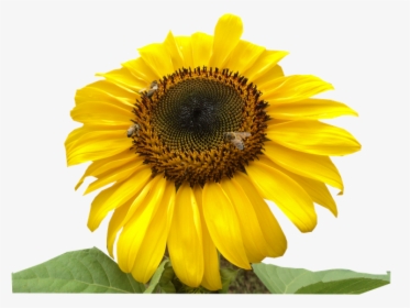 Girasol Abejas - Sunflower, HD Png Download, Transparent PNG